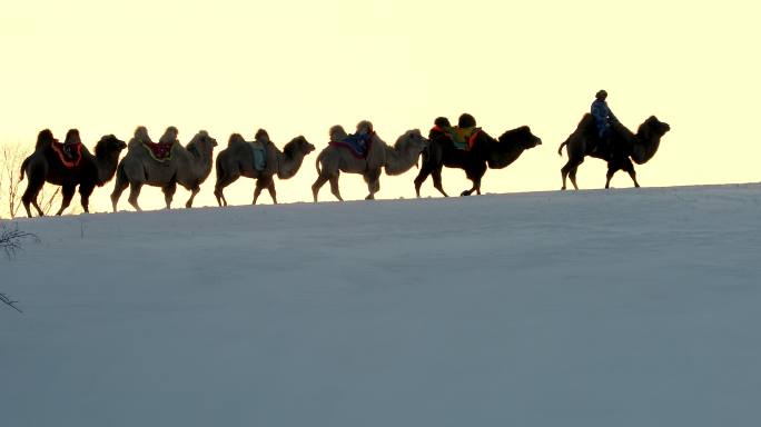 驼队走在雪后的沙漠山梁上