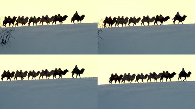 驼队走在雪后的沙漠山梁上