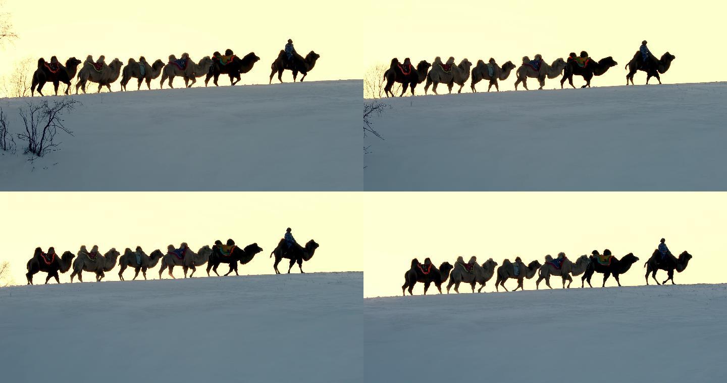 驼队走在雪后的沙漠山梁上