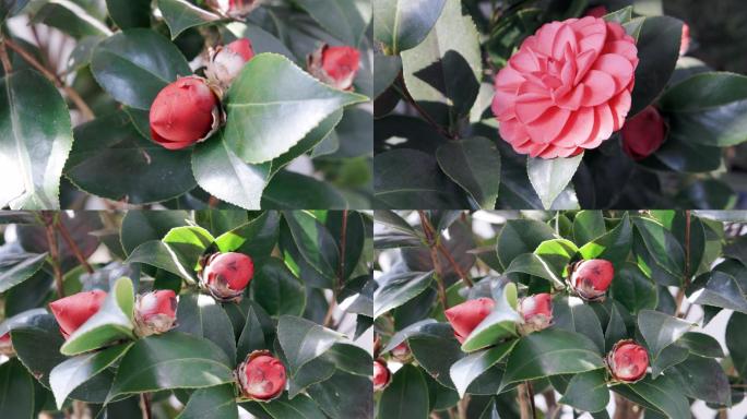 4K山茶花特写合集