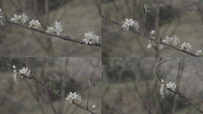 贵阳凹河樱花