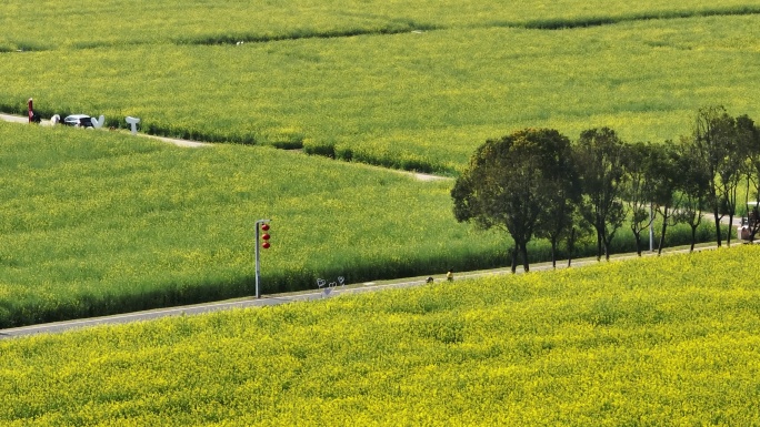 油菜花田的童话颜色