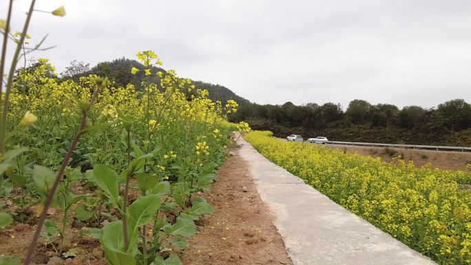 油菜花