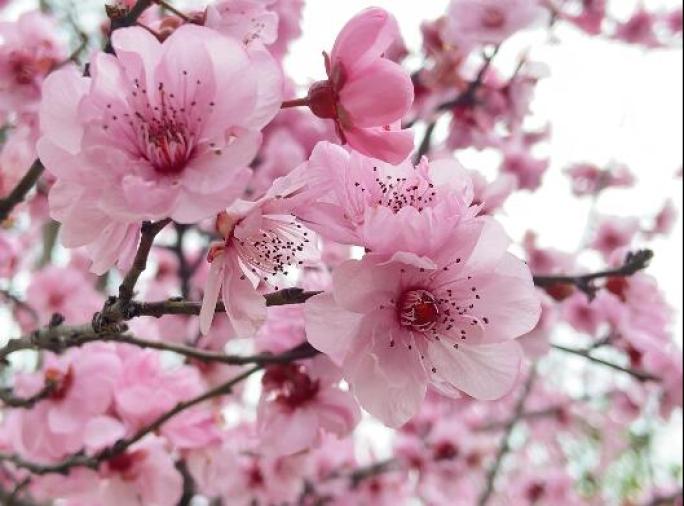 美人梅 春天 粉色花 植物 风景 空镜