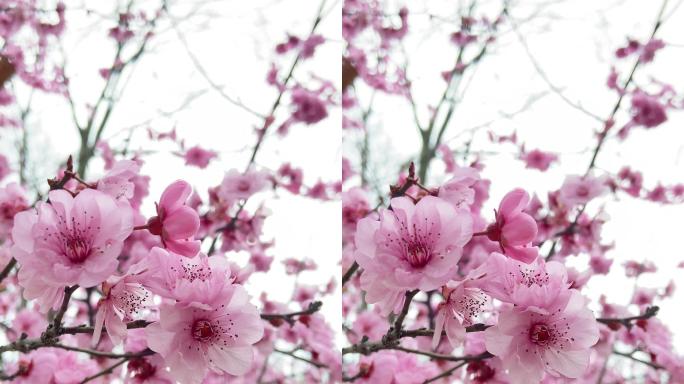 美人梅 春天 粉色花 植物 风景 空镜