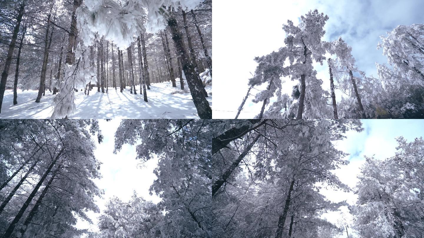 昆明大哨森林雪景
