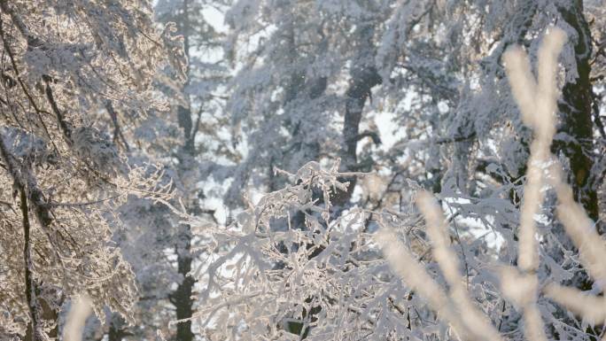 阳光下大雪覆盖的瓦屋山原始森林