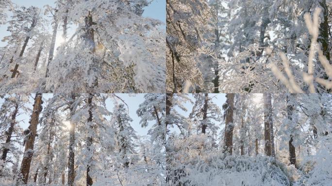 阳光下大雪覆盖的瓦屋山原始森林