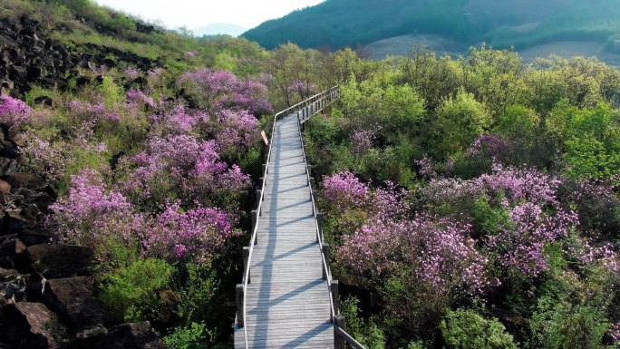 春季到来映山红花开满山坡