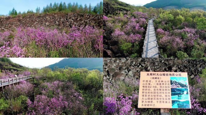 春季到来映山红花开满山坡