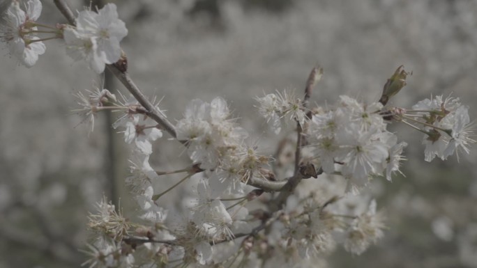 贵阳凹河樱花