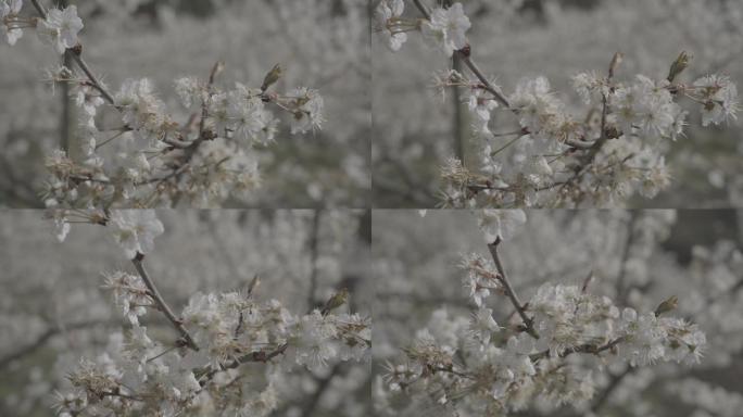 贵阳凹河樱花