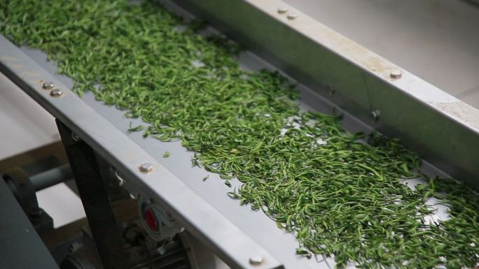 浙江茶叶机械化生产红茶绿茶自动化流水线