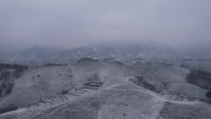 文新茶山