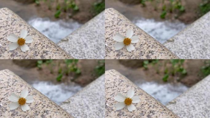 掉落在桥上的小花朵