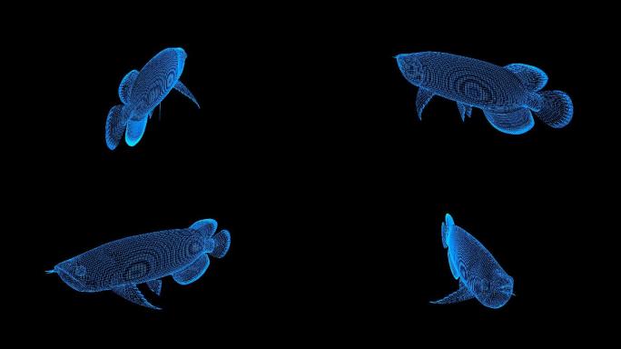 蓝色线框全息科技金龙鱼动画带通道