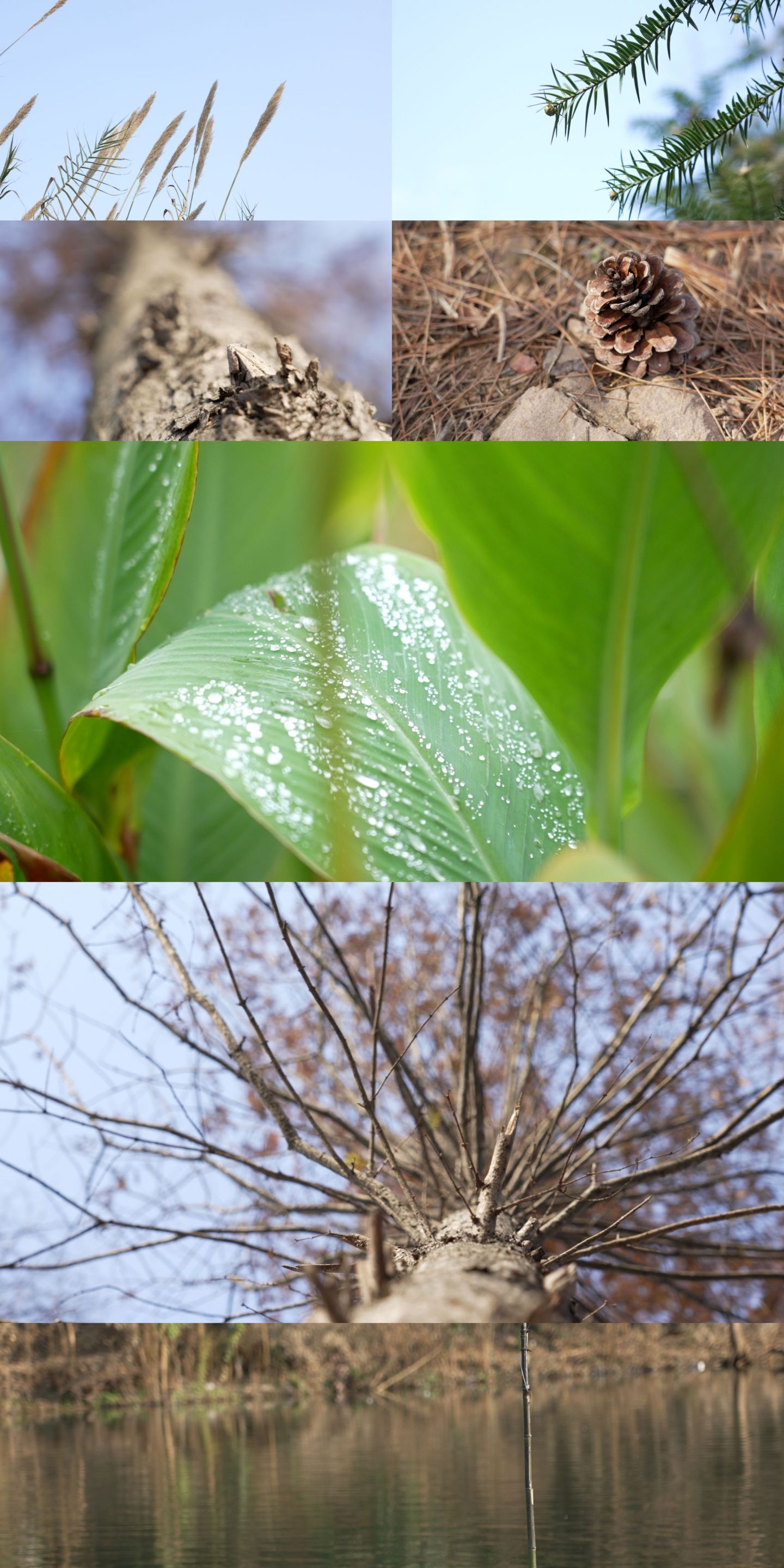 【唯美】花草树木空镜头