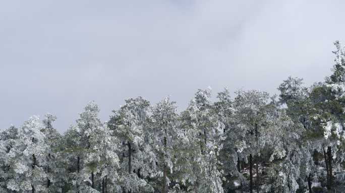 昆明大哨森林雪景延时摄影