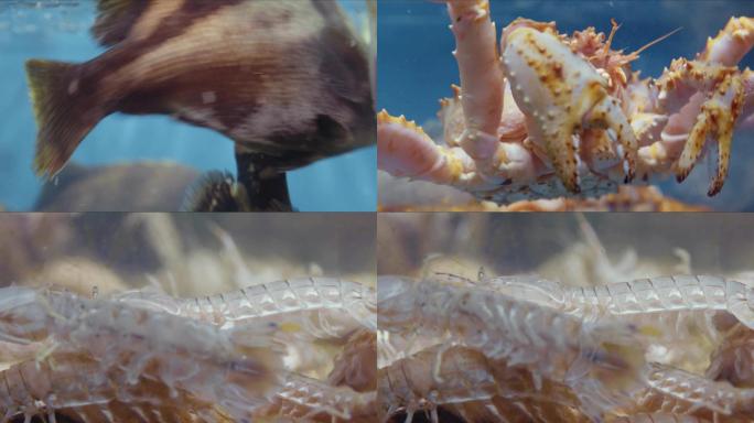 4K_海鲜龙虾螃蟹