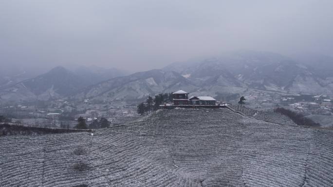 文新茶山雪景