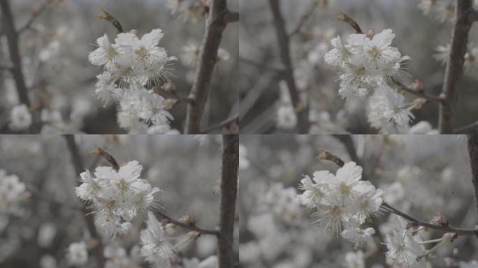 贵阳凹河樱花