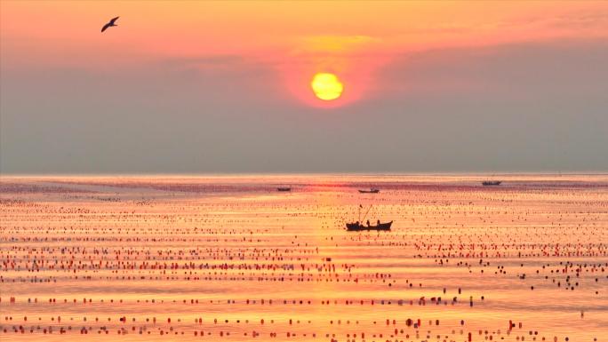 大海早霞海鸥和海洋牧场