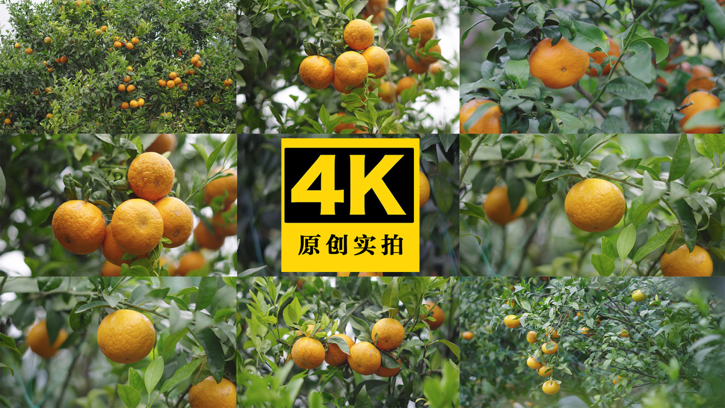 武鸣沃柑水果果园成熟收货果子橘子橙子种植