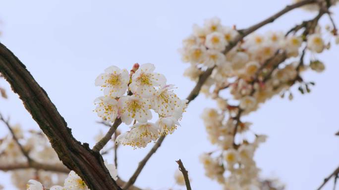 樱桃花8k