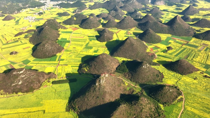 2022春季罗平万亩油菜花航拍