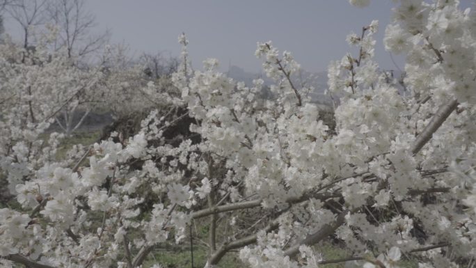 贵阳凹河樱花