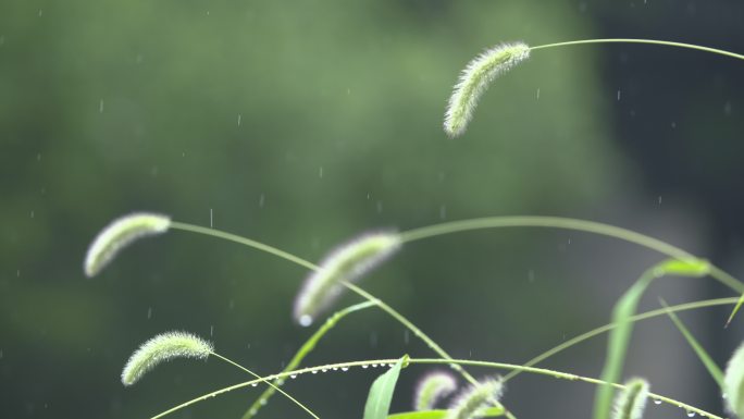 雨中狗尾巴草