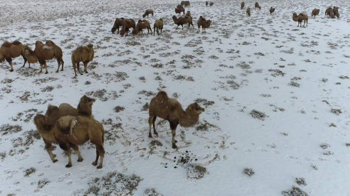 在雪地吃草的骆驼