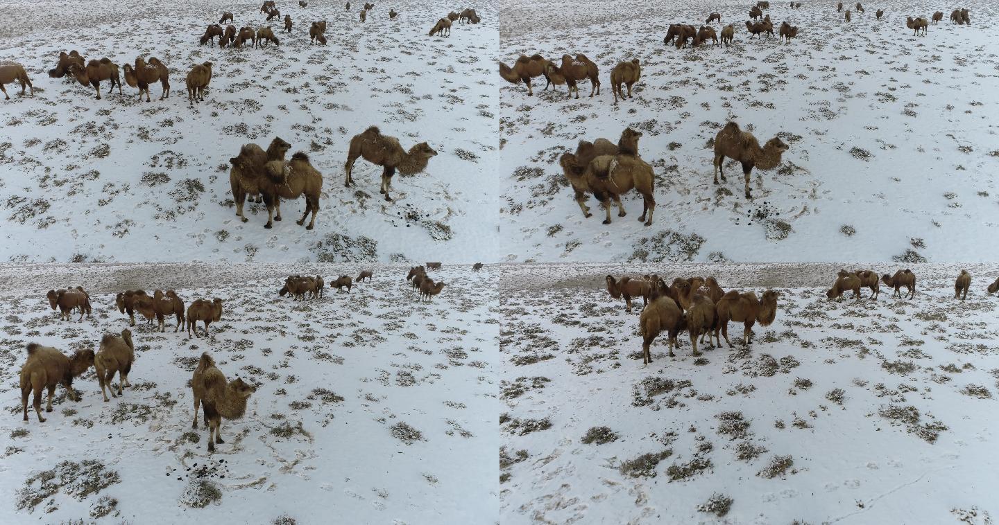 在雪地吃草的骆驼