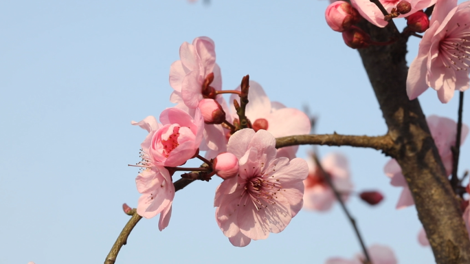 春暖花开粉色花朵蓝色天空美人梅花风吹梅花