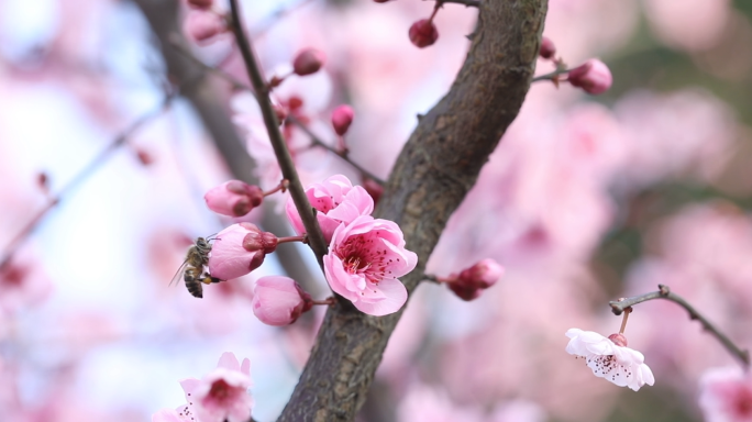 春暖花开粉色花朵蓝色天空美人梅花风吹梅花