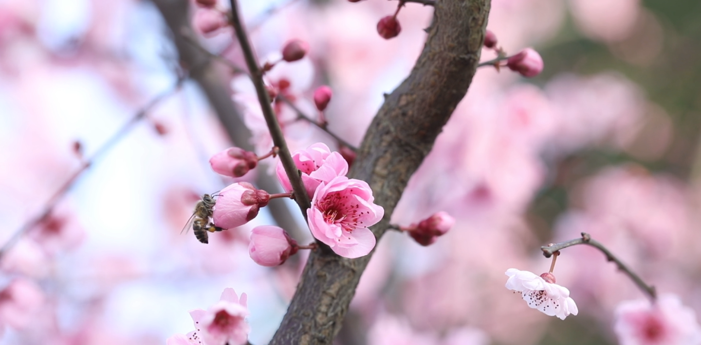 春暖花开粉色花朵蓝色天空美人梅花风吹梅花