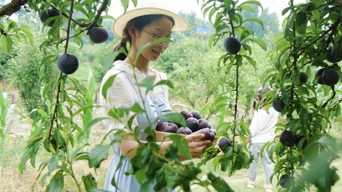 李子种植基地