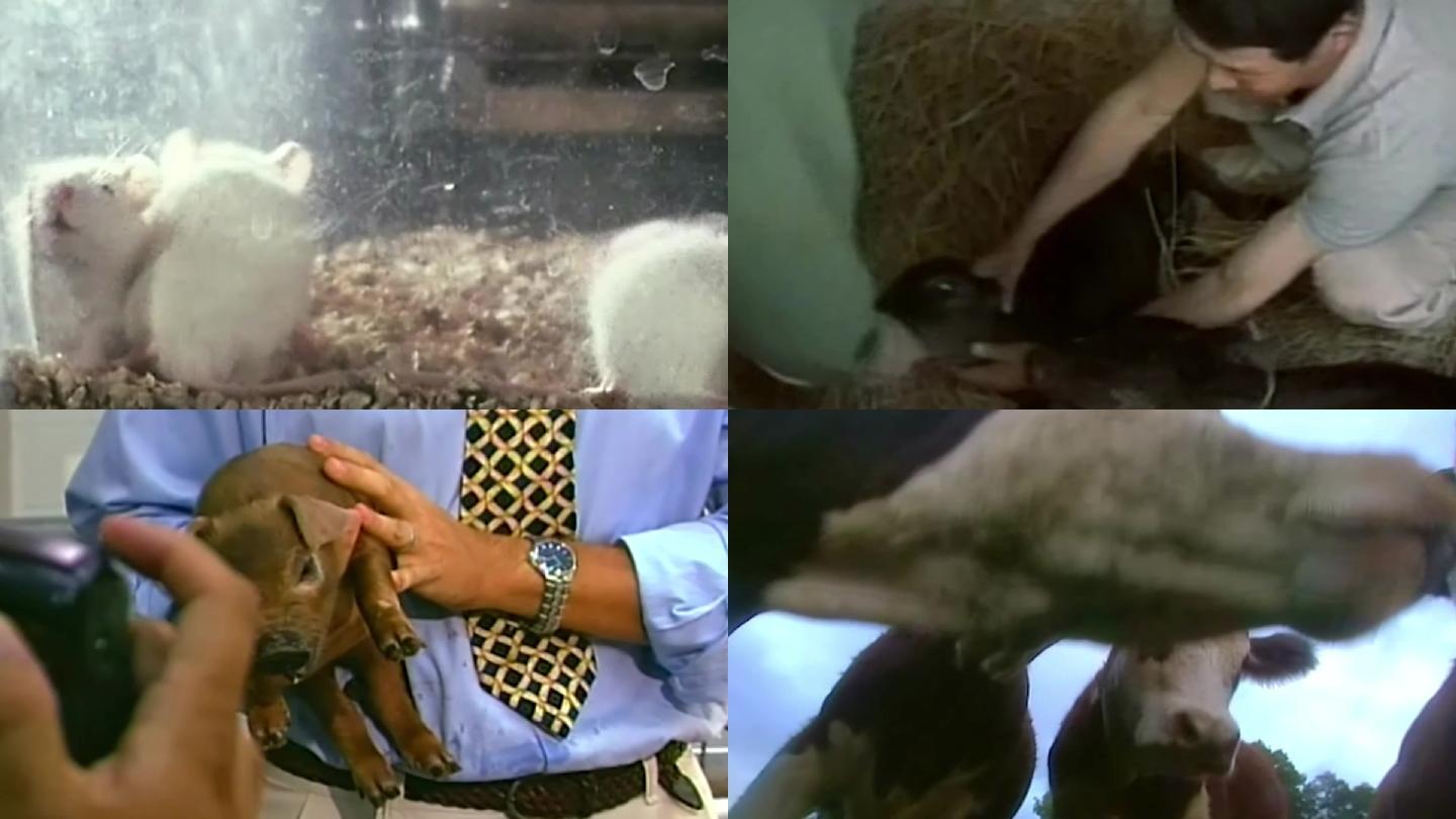 80年代动物家畜疾病细胞研究