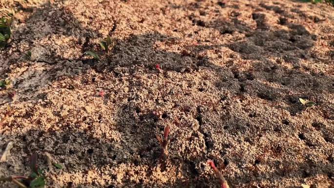 红蚂蚁红火蚁巢穴