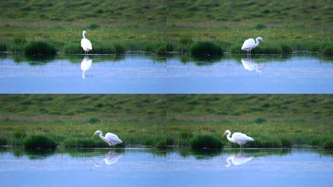 白鹭鹭鸶湿地觅食