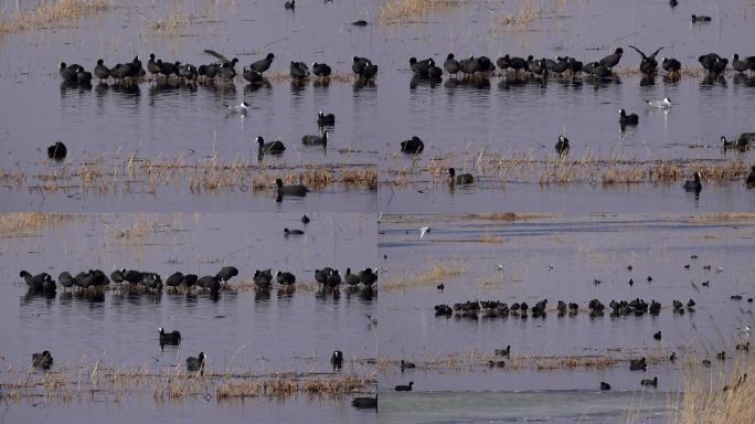 白骨顶鸡集聚大庆龙凤湿地保护区内嬉戏觅食