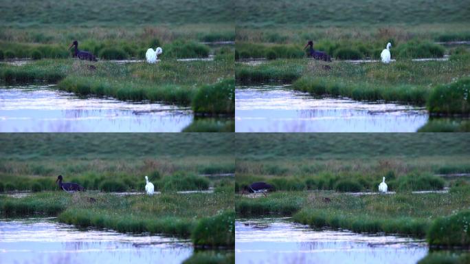 实拍湿地黑鹳白鹭视频素材