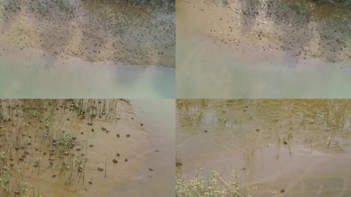 长江口生态湿地底栖生物