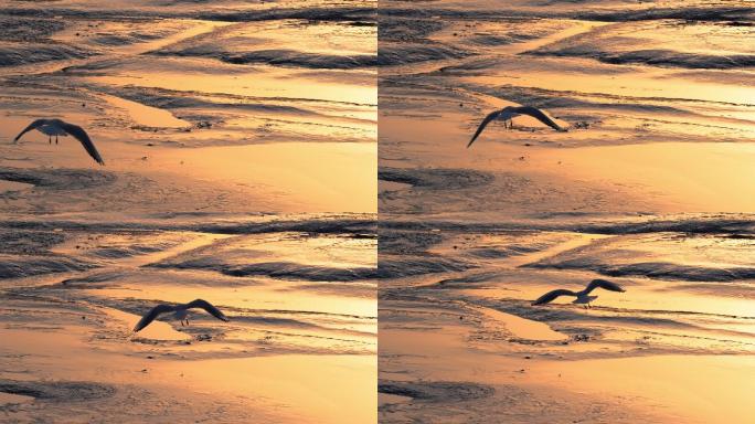【4K升格】一只海鸥展翅飞翔