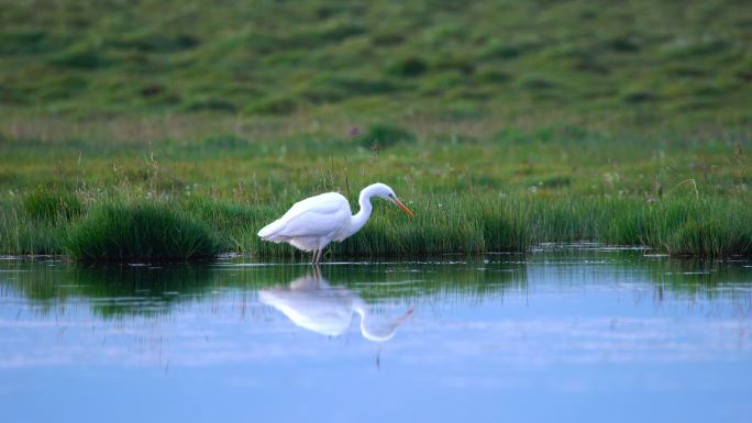 白鹭鹭鸶湿地觅食