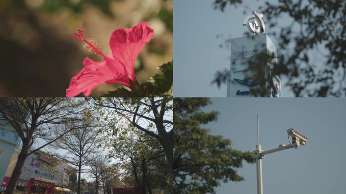 龙华地标 上河坊 奋斗龙华标语 猫 花