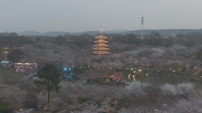 武汉东湖樱花园航拍4k D-LOG