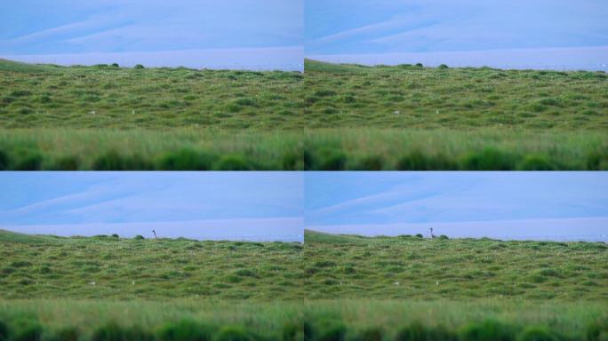 湿地灰颈鹤