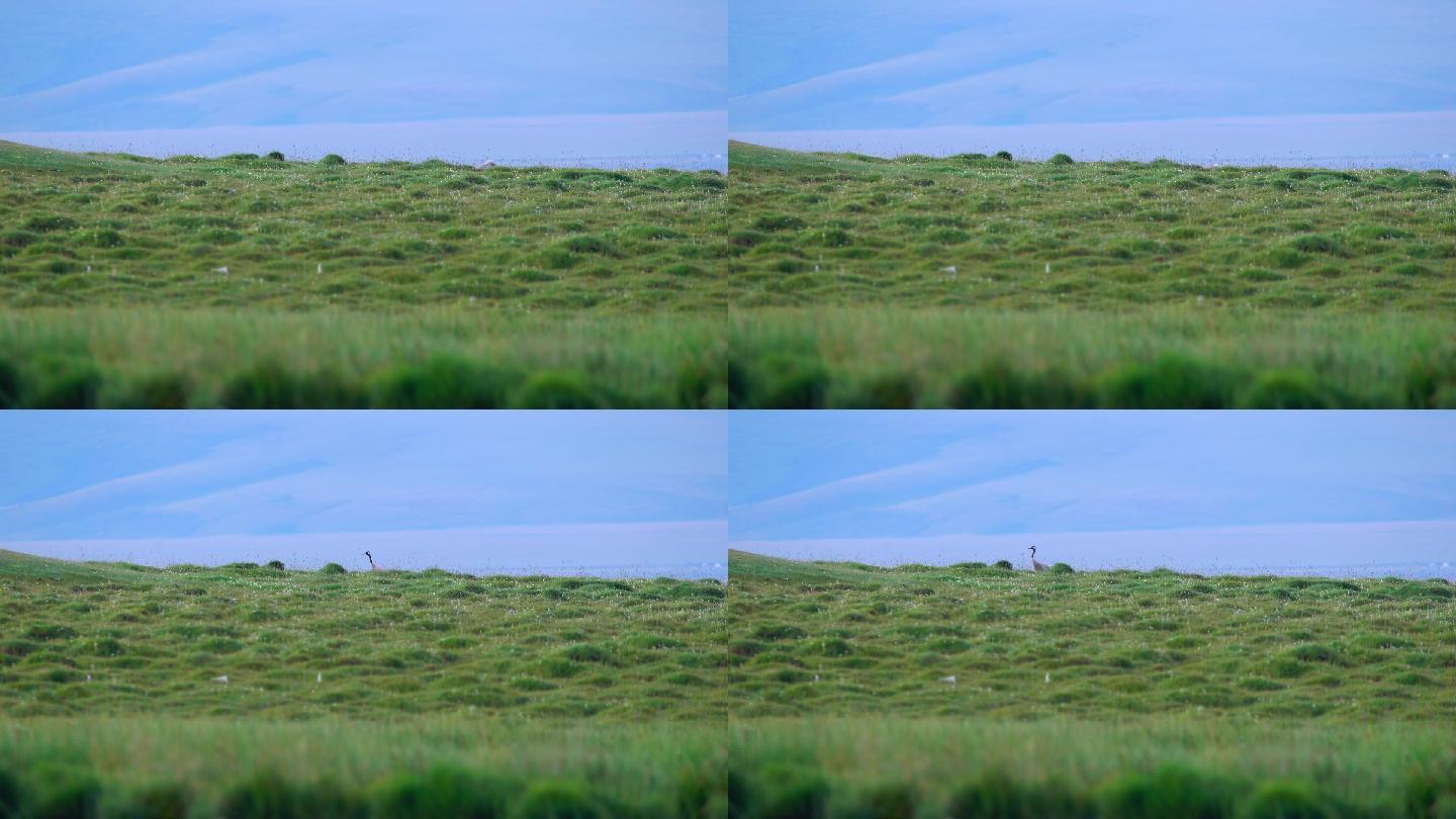 湿地灰颈鹤