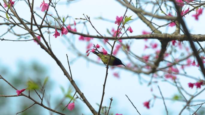 鸟语花香春天鸟儿报春，樱花树上的小鸟